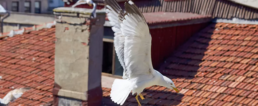 Residential Chimney Animal Removal Solution in Germantown, WI